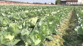 高麗菜「連40天超種亮紅燈」　農糧署籲分批改種