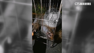 獼猴「路殺」一死一傷！通報回「就地掩埋」　農業處：會改善