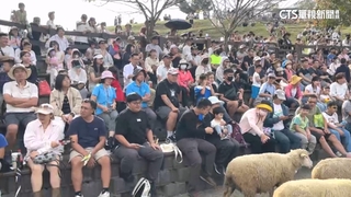 連假首日！　清境農場湧超過4500遊客　擠爆園區搶看綿羊秀