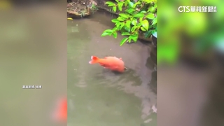 十一長假被餵成「豬鯉」！濟南景點「趵突泉」錦鯉圓滾滾
