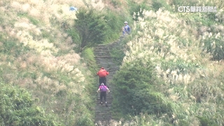 陽明山縱走賞秋芒　銀白浪花滿山景遊客爆滿