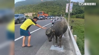 貢寮台二線「奔牛」衝車道警急追　路過駕駛嚇：啊啊啊