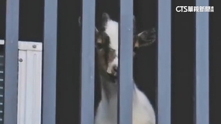 社區裡養迷你羊！　路過民眾傻眼　鄰居：會聽見「咩咩聲」