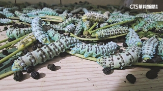 蓖麻蠶養殖場損失達百萬！　戶籍在外地無法申請補助