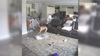 鋰電池惹禍？　狗狗啃鋰電池釀火災　驚險畫面曝光