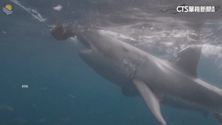 澳洲潛水衣新材質　防寒更助降低「鯊魚撕咬傷害」