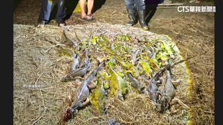 綠鬣蜥啃食紅豆田！一晚捉百隻　圍網補助「護豆」