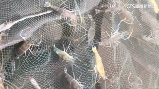 埔里蝦店多次遭竊　老闆半夜睡貨車埋伏　果真抓到賊