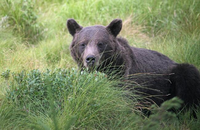 日本再傳熊襲！溫泉旅館員工「被熊拖走」　今尋獲遺體 | 華視新聞