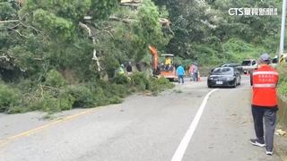 苗栗11級風！　路樹遭吹倒擋道　轎車側翻水溝