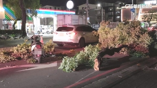 疑強風肇禍　台中路樹倒塌壓傷女騎士2車受損