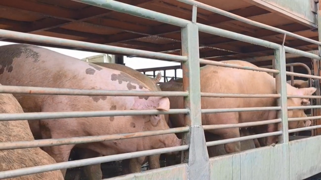 台中問題養豬場10/13出豬至「1市場」！ 中市府：追查中 | 華視新聞