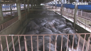 非洲豬瘟若失守經損2千億　養豬協會理事長：同島一命