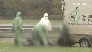 德國東北部禽流感病毒爆發　上千隻野鶴暴斃！