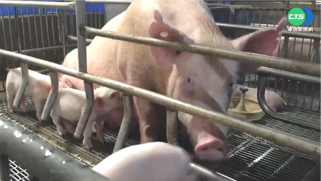 台中養豬場驗出非洲豬瘟！　衛生局曝「28頭豬流向3縣市」：將持續追查 | 華視新聞