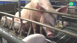 台中養豬場驗出非洲豬瘟！　衛生局曝「28頭豬流向3縣市」：將持續追查