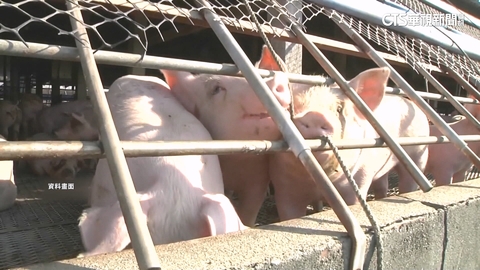 綠控藍白「凍刪5億預算」釀豬瘟破口　藍委：非全刪