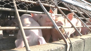 綠控藍白「凍刪5億預算」釀豬瘟破口　藍委：非全刪