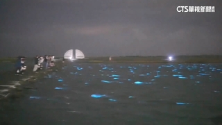 台南藍眼淚吸上千人朝聖　3天連假恐湧人潮　警戒備