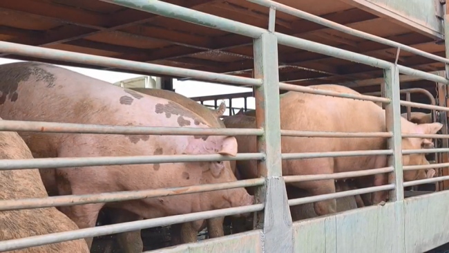 防堵非洲豬瘟！全面禁止廚餘養豬？　農業部：目前未考慮 | 華視新聞