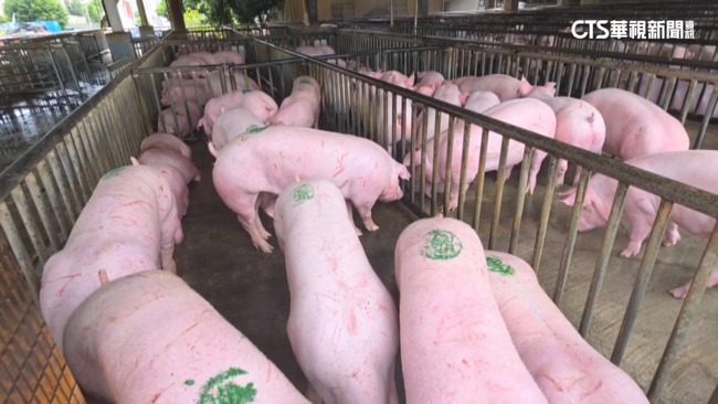 台中市府遭爆「宅配病死豬檢體」 　農業部：包裝符合國際規範即可 | 華視新聞