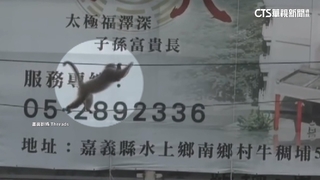 獼猴爬電線當走鋼索　民眾驚呼「馬戲團成員」