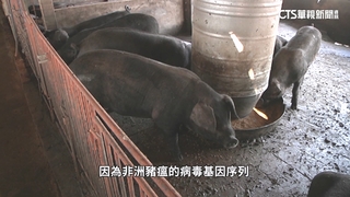 疑非洲豬瘟！　台中23頭.嘉義2頭.彰化3頭　恐早販售吃下肚