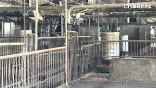 豬農一度拒絕採檢！　稱「投藥前兩天有效.無隱匿」