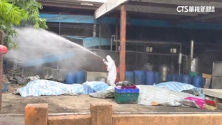 第一時間未採檢？　豬農子：投藥控制沒想隱瞞
