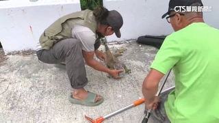 165公分綠鬣蜥攻陷台東　農業處今年已抓獲114隻