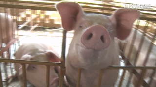 品質不輸伊比利豬.阿古豬　台灣豬「基因改良」成優勢