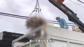 疑非洲豬瘟！案場老農損逾300萬「破產」　兒喊冤：沒隱瞞