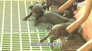 品質不輸伊比利豬.阿古豬　台灣豬「基因改良」成優勢