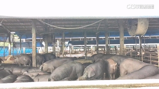 鬆口氣！彰化芬園「關聯豬場」4死豬　農業部採檢呈陰性