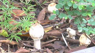 連日雨快「發霉」！　北市東湖路邊草皮「濕到長野菇」