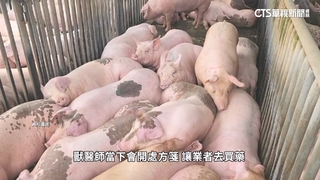 獸醫佐不能診斷.開處方　農業局稱與護士意思一樣