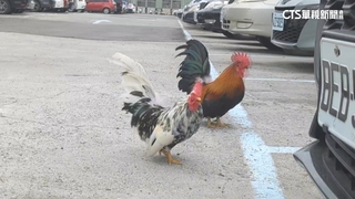 繳完停車費被「雞」盯上！　女小跑步急躲回車內