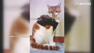 寵物貓掙脫籠子「沿鐵軌逃走」　飼主急發文求協尋