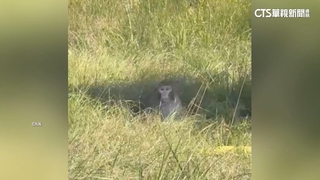 美密州車禍實驗用猴脫逃　驚！「帶3種病毒」具威脅性