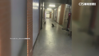 高雄校園「驚見獼猴大軍入侵」　學生膽戰心驚