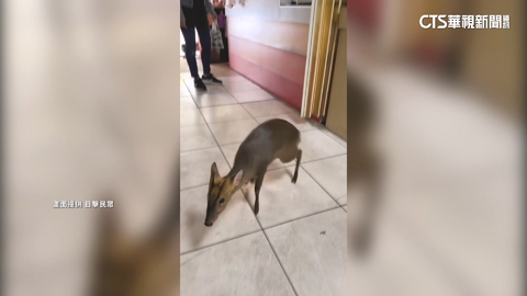 【台語新聞】北市文山區「山羌闖早餐店」 老闆:從未見過