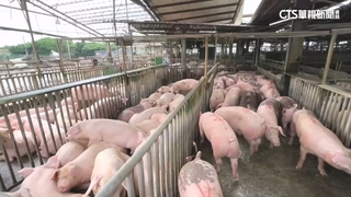 豬瘟疫情鎖在台中！　全台高風險場所皆陰性