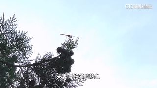 打造埔里桃米生態村　保育瀕危特有種「纖紅蜻蜓」