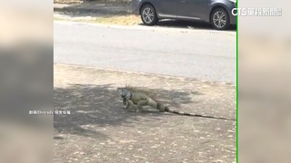 嘉大驚見巨大綠鬣蜥逛校園　教授：繁殖期展示行為