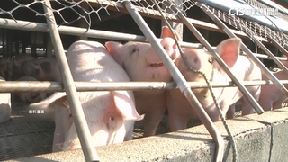 豬肉禁令盼本週五解除　農業部：總量管制防價崩
