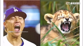 山本由伸冠軍戰好投！　大谷搞笑PO「雄獅怒吼圖」