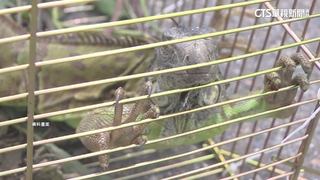 移除綠鬣蜥控數量！　彰縣府：個體趨小族群控制見成效