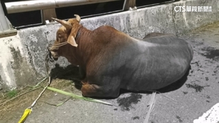 飼主「貨車拖牛」害濺血涉虐待　家畜疾病防治所：一定裁處