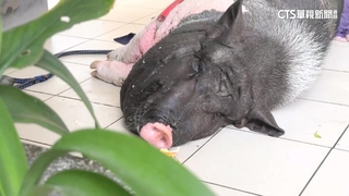 民宅「養豬」民眾憂防疫破口？　鄰居：飼主幾乎都餵飼料