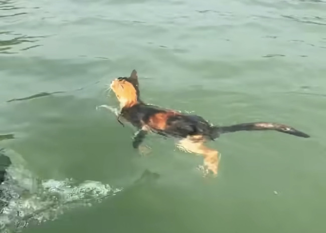 離譜！中國廣東水庫「放生大量貓咪」　目擊者見貓竄逃、跳水溺斃 | 華視新聞